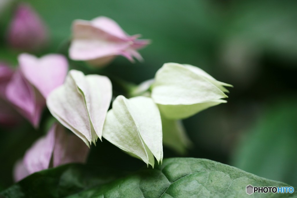 温室にて (クレロデンドロン)