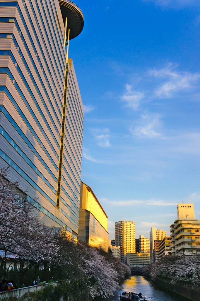 目黒川　春の夕景