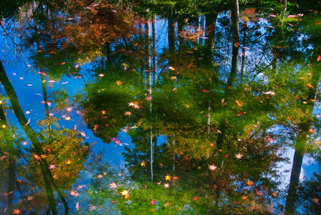 池の中の小さな秋