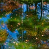 池の中の小さな秋