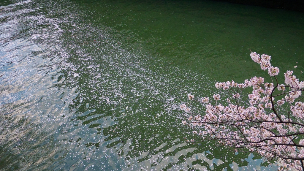 桜 儚さ