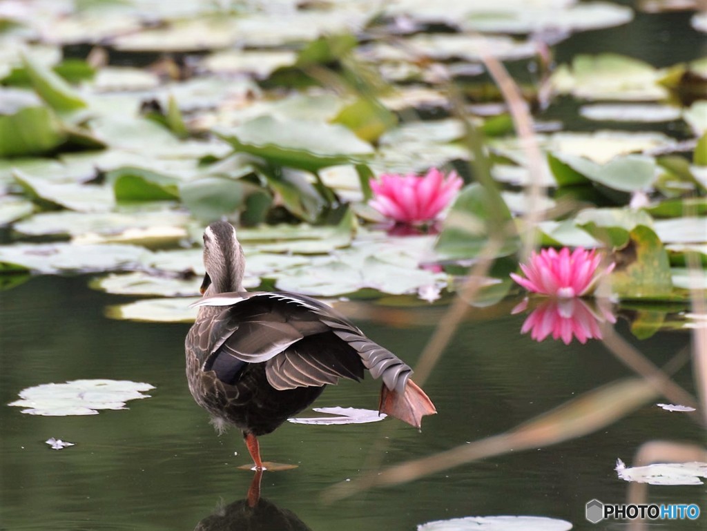 カモ、ストレッチ