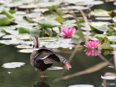 カモ、ストレッチ