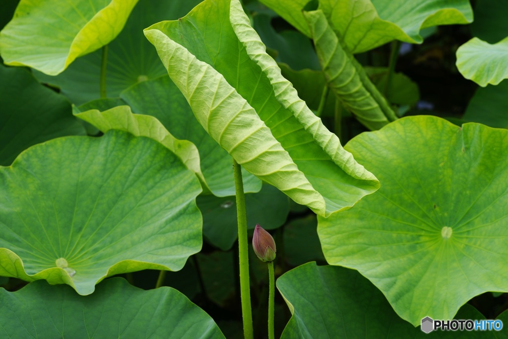 開花準備中