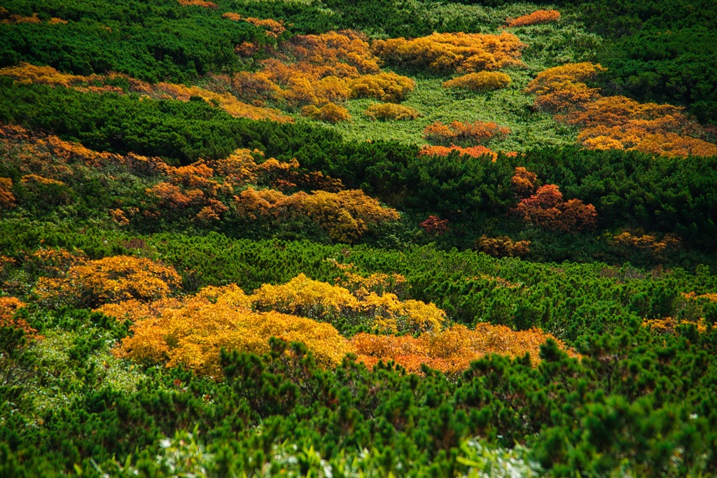 旭岳　紅葉