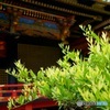 荘厳な雰囲気に包まれて(3)