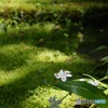 シャガ