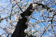 春を歩く(1)