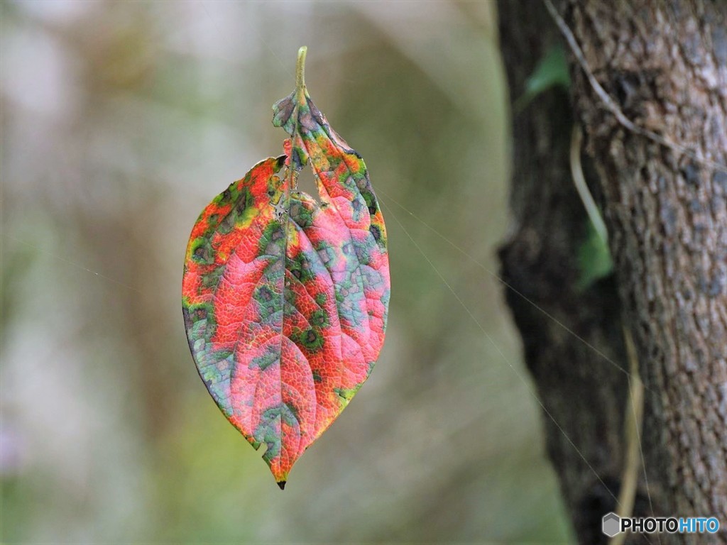 落ち葉、着地できず
