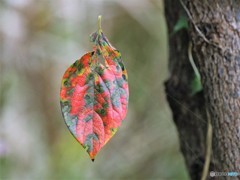落ち葉、着地できず