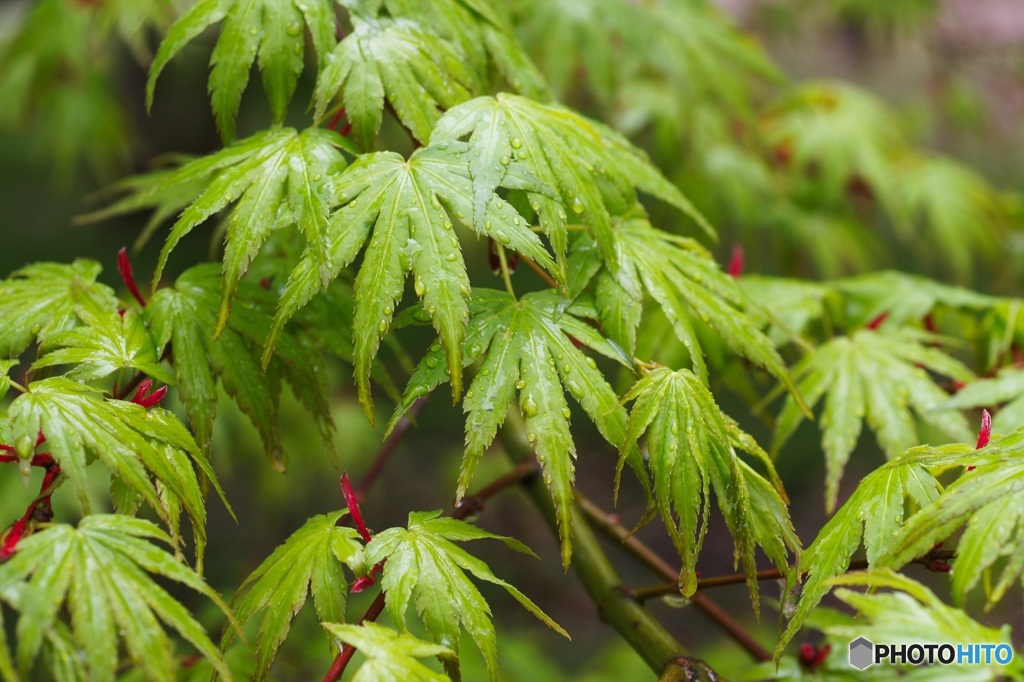 雨の日の散歩(4)