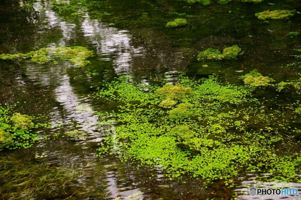 水草の群生