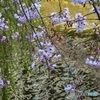 桜2019