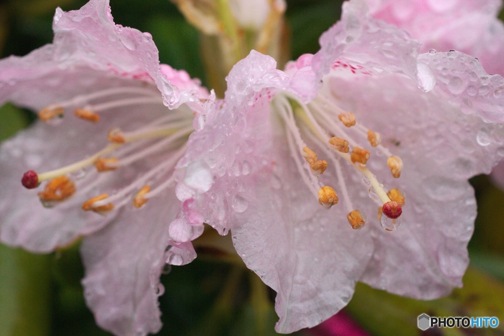 雨の日の散歩(1)