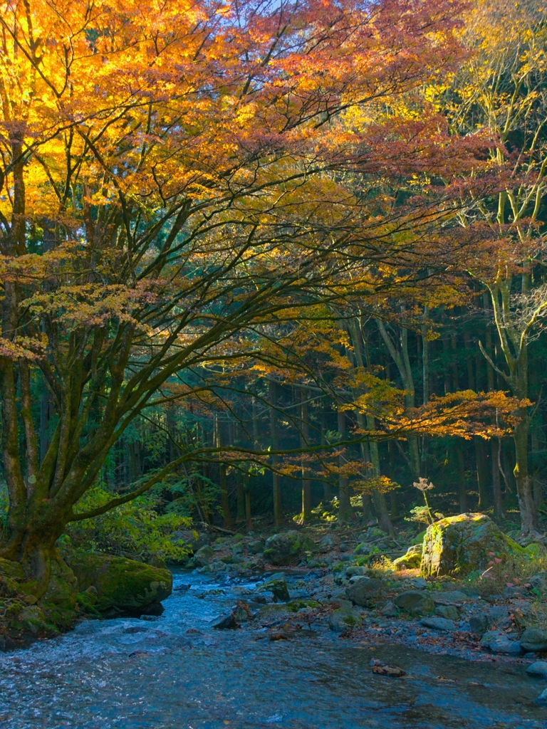 山あいの朝