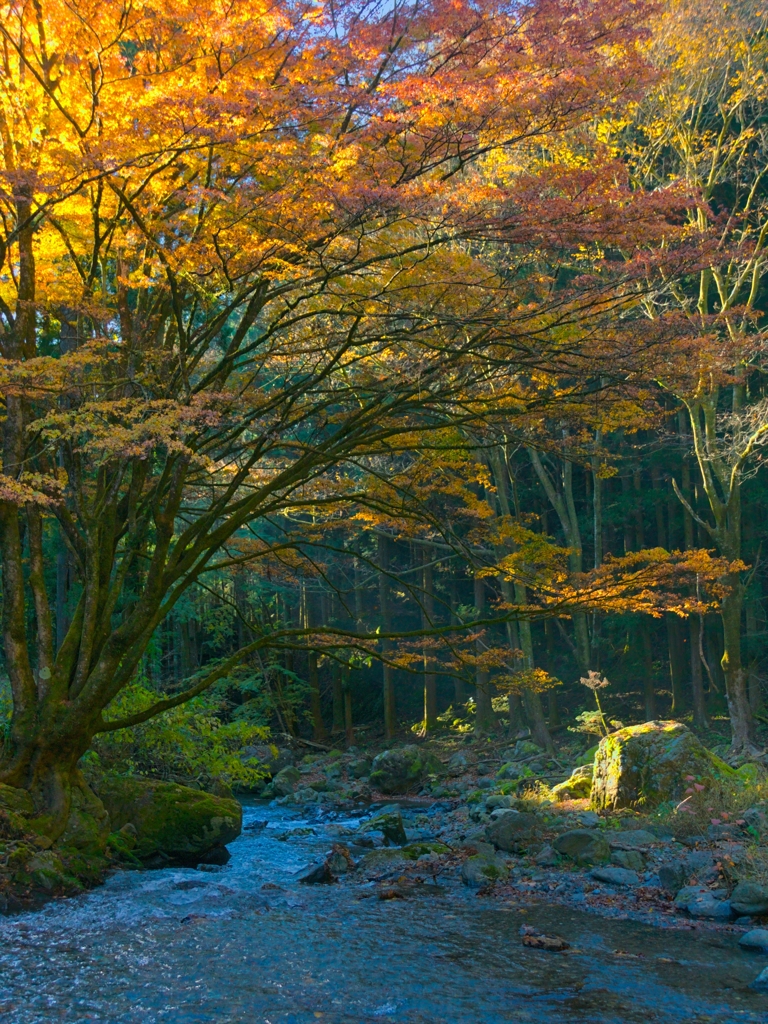 山あいの朝