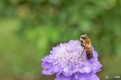 花の上、仁王立ち