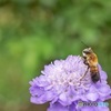 花の上、仁王立ち