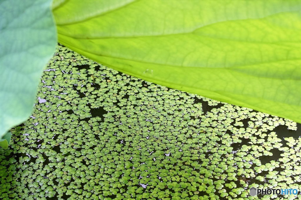 蓮と水草