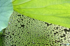 蓮と水草