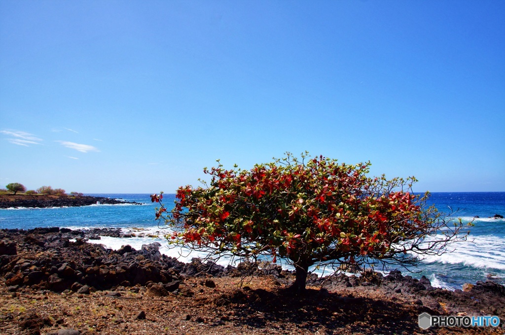ハワイ島、海岸の眺め
