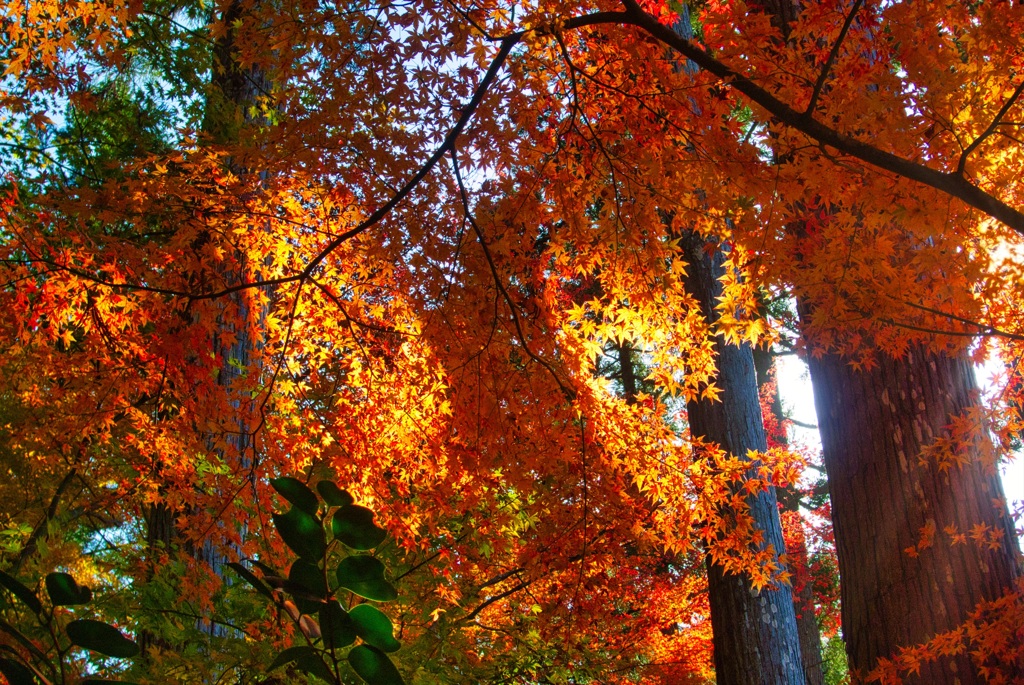 秋の光