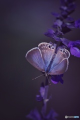 花で蝶結び
