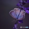 花で蝶結び