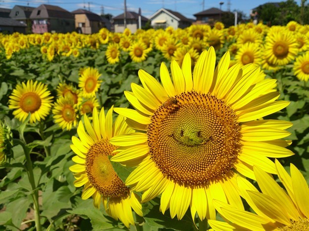 髪飾りをありがとう