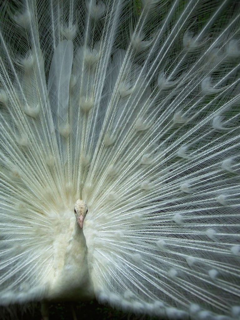 クジャクの開花
