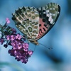 Butterfly bush