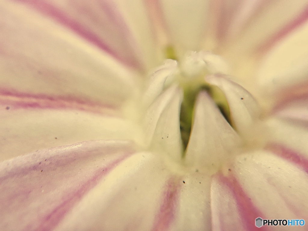 シャンプーハットを連想する花(？)