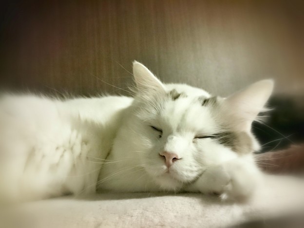 夢のなか