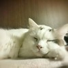 夢のなか