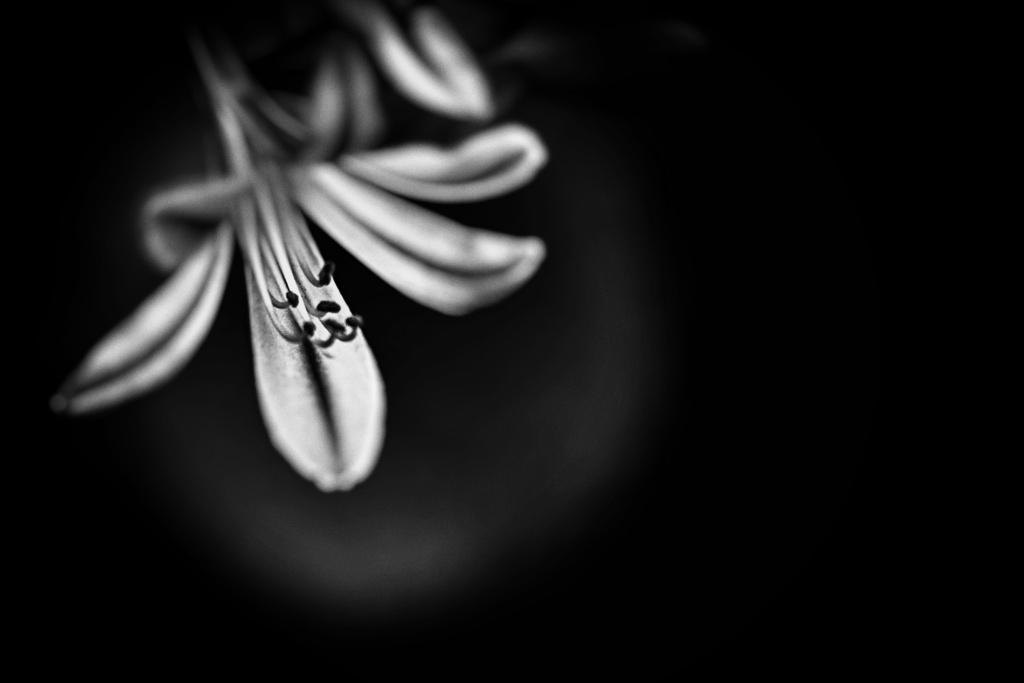 Agapanthus ２