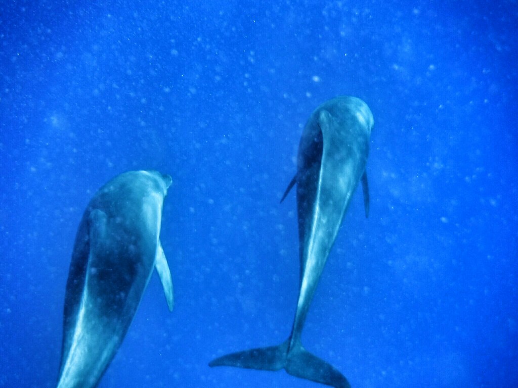 追いかけて