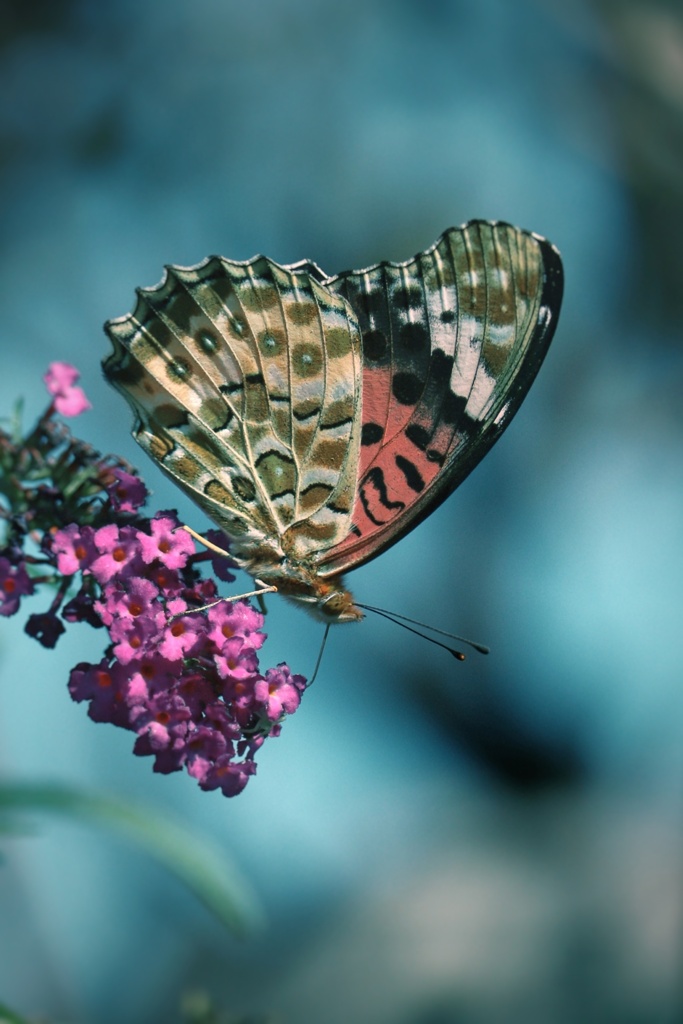 Butterfly bush