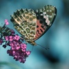 Butterfly bush