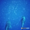 追いかけて 遠く離れて またいつか