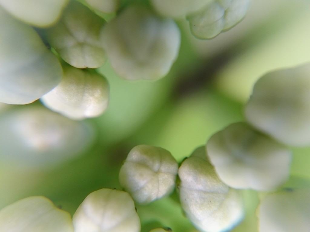 歯のような紫陽花