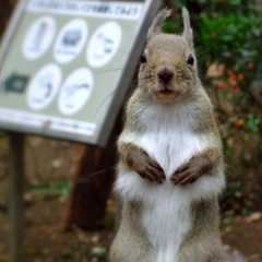 もりの案内人 (修正)