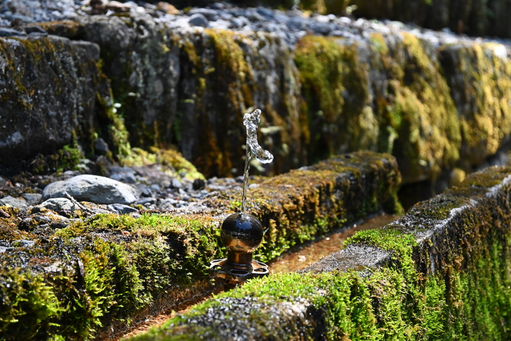 水飲み場の苔