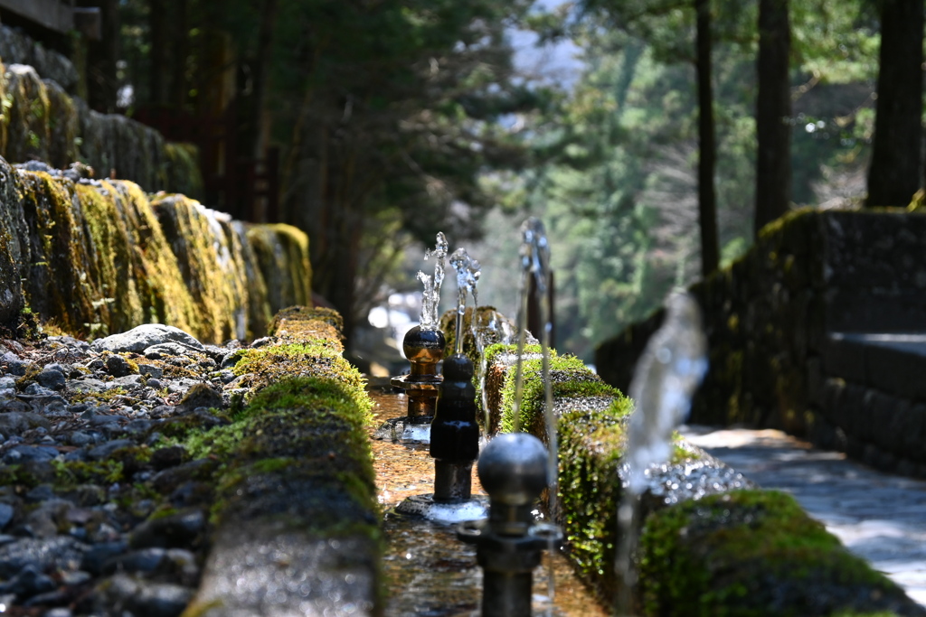 水飲み場の苔