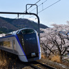 桜並木