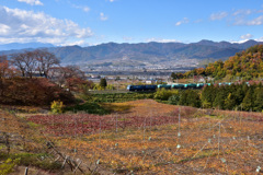 紅葉のぶどう畑を進む
