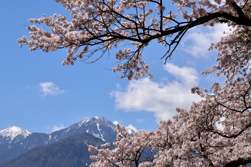 桜並木の合間