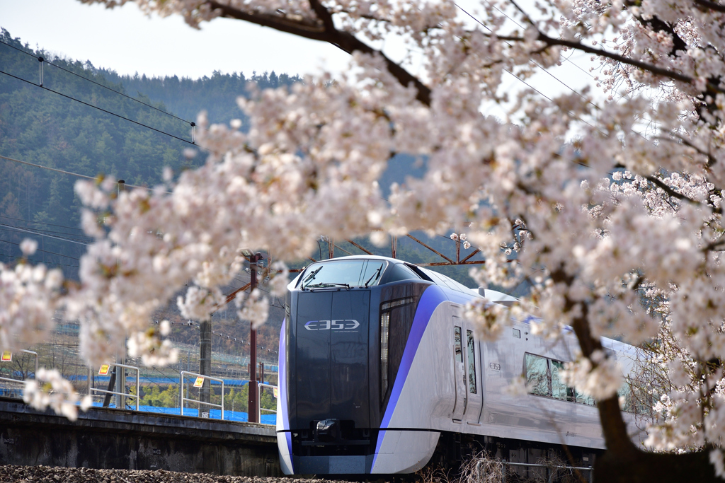 桜の額縁２