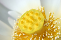 蓮の花　アップ