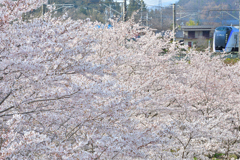 穴山の桜