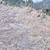 穴山の桜